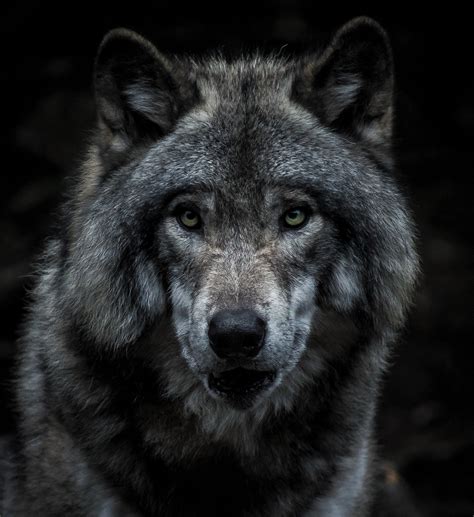 In The News Wolves In Southeast Alaska Face Pressures From All Sides
