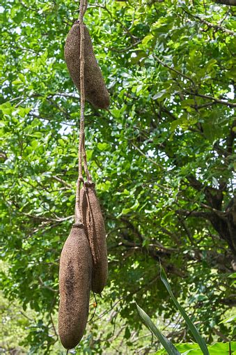 Very Rare Sausage Tree Fruit Also Known As Kigelia Africana Stock Photo