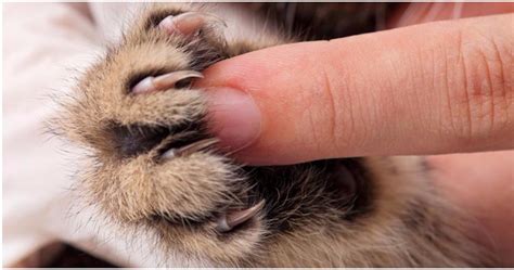 Another Major City Votes To Ban Declawing Cats