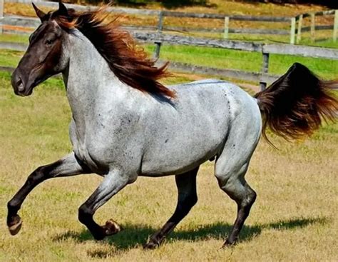 35 Horses With The Most Beautiful And Unique Colors Theyre Like