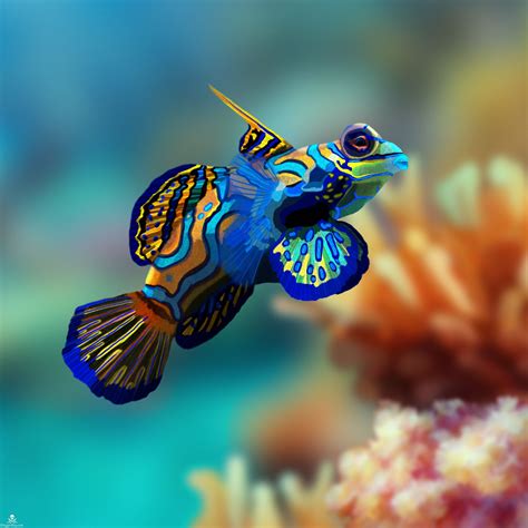 Great Barrier Reef Mandarinfish By Pamelap Underwater Creatures