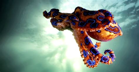 Blue Ringed Octopus Hd Wallpapers Wallpapers Box