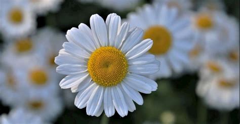 Margaritas. La guía completa. - George Palace