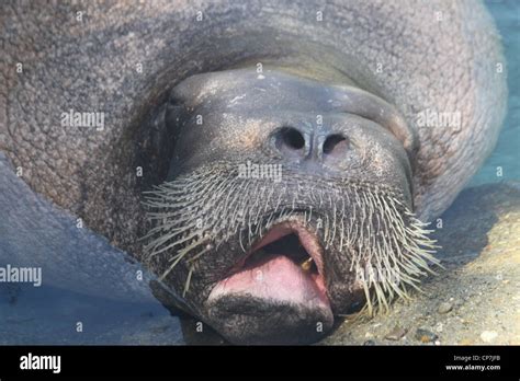 A Walrus Makes Funny Faces And Rests His Head On A Rock Stock Photo Alamy