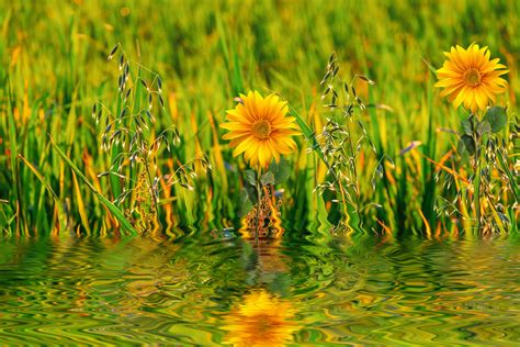Flower Reflected In The Water By Susanlu4esm