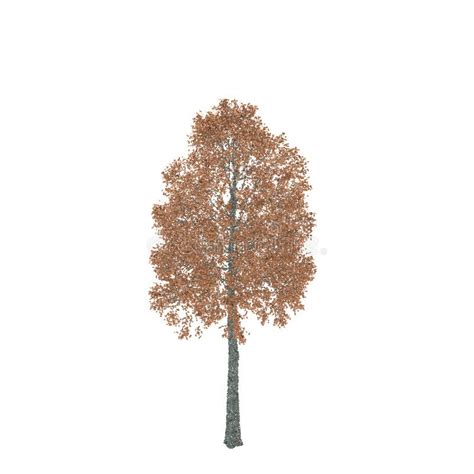 Aspen Tree Isolated On White Background Vector Illustration Stock