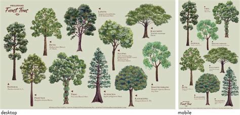 Philippine Forest Trees