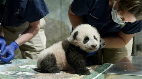 The National Zoos Baby Panda Has A Name And It Means Little Miracle
