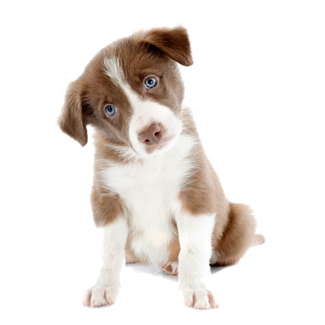 Cute Puppy Png Png Image Collection