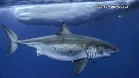 Great White Shark Called Deep Blue Spotted Near Hawaii Fox News
