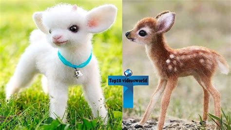 Top 10 Most Funny And Cute Baby Animal Videos Adorable And Cutest Baby Animals 100 Jokes