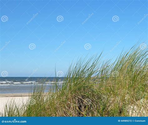 Dune Grass Beside The Beach Stock Photo Image Of Blue Seaside 44989272