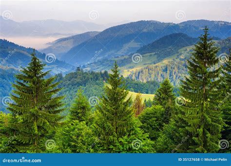Pine Trees Near Valley In Mountains And Autumn Forest On Hillsid Stock