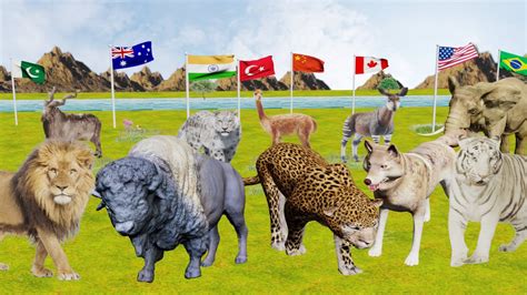 National Animals Of All Countries National Animal 3d Youtube