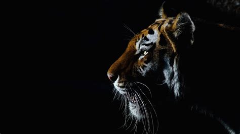 Tiger Dark Wallpapers Wallpaper Cave