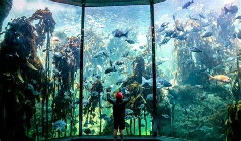 15 Reasons To Visit The Two Oceans Aquarium In Cape Town