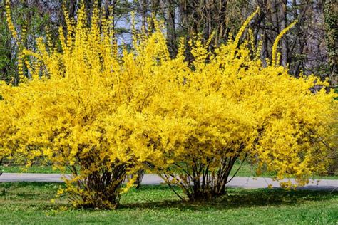 20 Best Low Maintenance Perennial Bushes And Shrubs