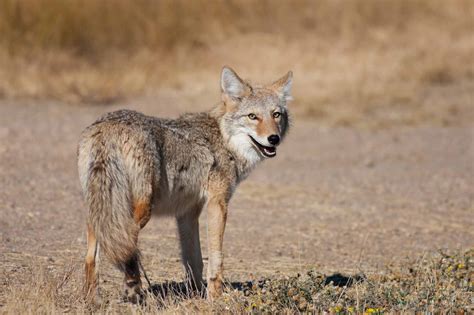 Coyote The Canadian Encyclopedia