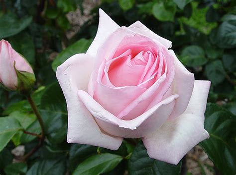 Hybrid Tea Roses Nsw Rose Society
