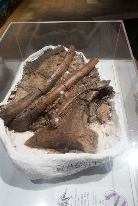 Dinosaur Fossils Royal Ontario Museum Rom Toronto 2017 Thomas