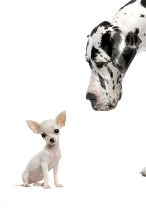 30 Smallest Dog Breeds In The World Unbound