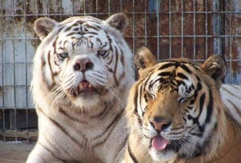 Only the ones that come out normal (the minority of them) are shown in zoos and circuses. Kenny, The Tiger with Downs - post | Albino animals, Down syndrome, Animals