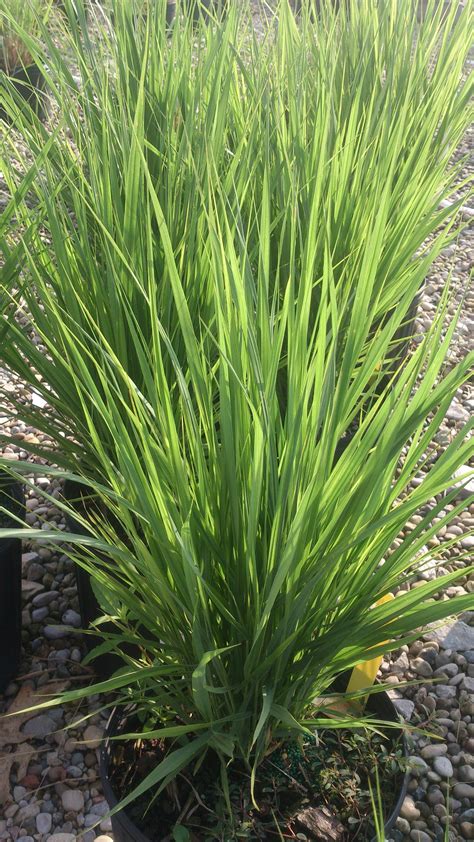 A tall growing upright switch grass, the northwind panicum virgatum is a warm season native grass. Panicum virgatum 'Northwind'. Northwind Switchgrass ...