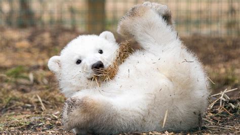 Highland Polar Bear Hamish To Leave Scotland Bbc News