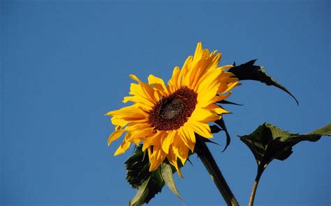 Beautiful Sunflower Wallpapers