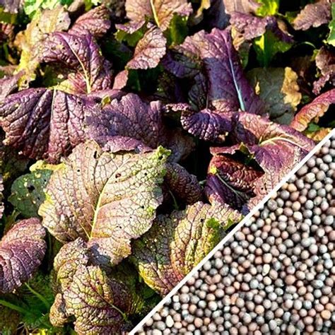 Mustard Giant Red Giant Red Mustard Grow Organic Growing Seeds