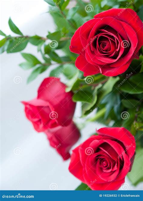 Romantic Red Roses Stock Photography Image 19226932
