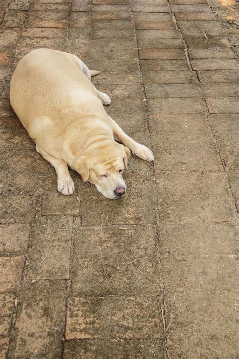The very bizarre misadventures of a kid who aspires to be a superhero and his overweight dog companion. Fat Labrador Retriever Sleep On The Floor, Dog Fat Stock ...