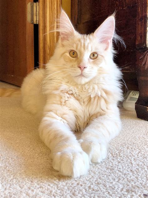 The Blue Maine Coon One Of The Most Popular And Expensive Cat Colors