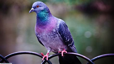 Fondos De Pantalla Aves Azul Fauna Silvestre Pico Pájaro