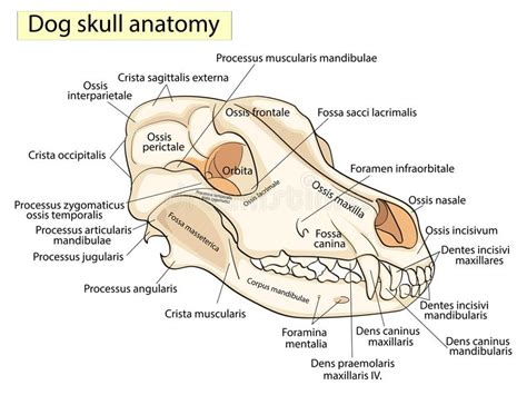 The Skull Of A Dog Structure Of The Bones Of The Head Anatomical