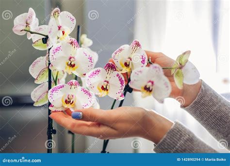 Woman Taking Care Of Orchids Close Up Of Female Hands Holding Flowers