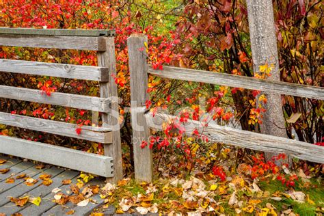 Two Fences Join With Autumn Leaves And A Tree Stock Photo Royalty