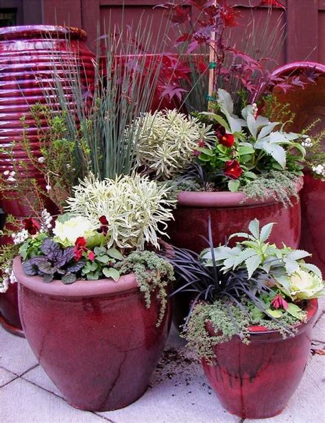 Winter Container Gardens Deep Red Black White And Greens Winter