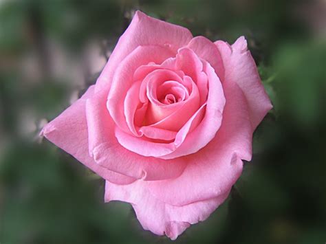 Download and use 100,000+ flower background stock photos for free. beautiful pink rose wallpaper |Rose Wallpapers