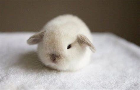 Cutest Bunny Cute Little Animals Cute Funny Animals Cute Dogs Tiny