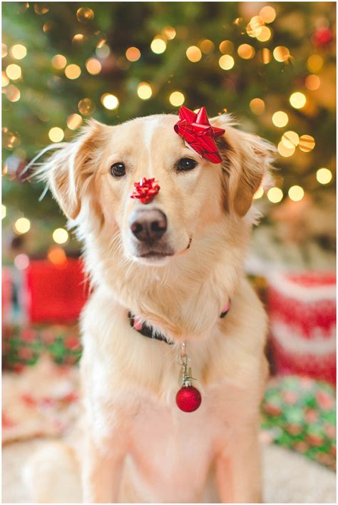 Dont Get Too Wrapped Up In Things This Christmas Adorable Dog Christmas Photos Natalie