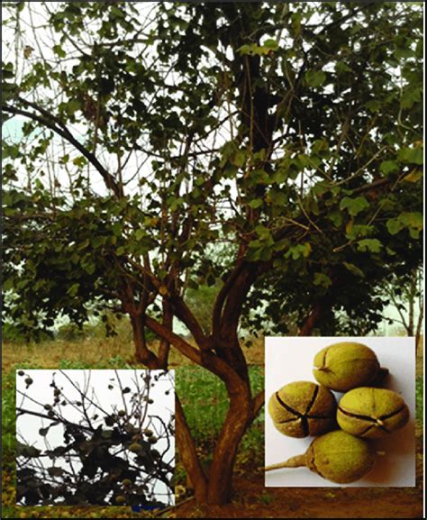 Azanza Garckeana Snot Apple Fruit Tree And Fruits Download