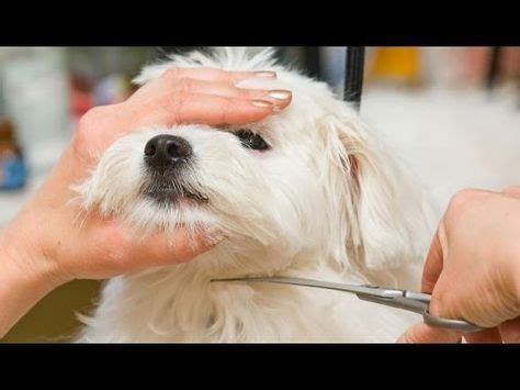 You should also allow the dog plenty of time to. How To Trim Your Dog's Face Hair with Scissors - YouTube ...