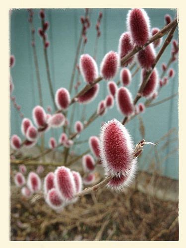 17 Best Images About Pink Red Catkin Salix On Pinterest Shrubs