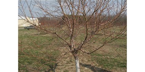 The stone fruit trees will also require a dormant oil spray in january or february before bud break to help control overwintering insects and insect eggs, and the final dormant spray for stone. Early spring garden cleanup and fruit tree care | Morning ...