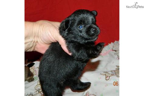 Poma Poo Pomapoo Puppy For Sale Near South Bend Michiana Indiana