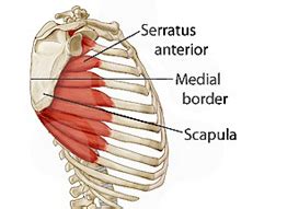 Serratus Anterior And A Winged Scapula Sydney Physio Clinic
