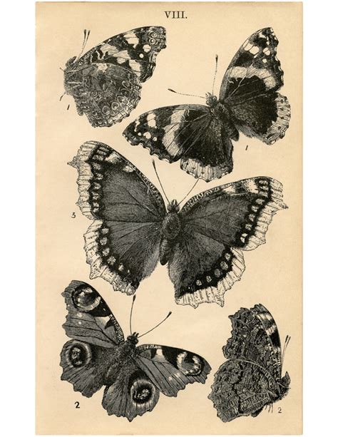 Butterfly Art Vintage Public Domain