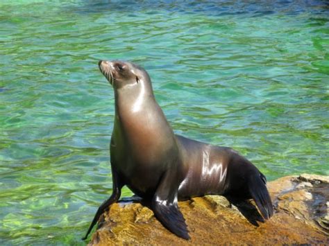 California Sea Lion Facts And Information Guide American Oceans