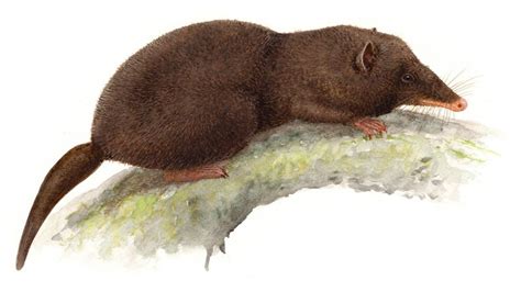 Maybe you would like to learn more about one of these? opossum trompuda, Guia de Fauna. RutaChile